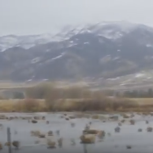 قوة الرياح تنقل النباتات إلى الجبال بولاية مونتانا الأمريكية