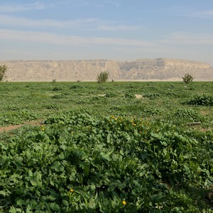 بالصور: روضة الخفس شمال الرياض .. عندما تتحول الاراضي الجرداء إلى جنة خضراء 