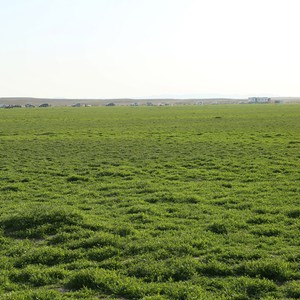 بالصور : مشاهد من ربيع روضة أم الشقوق في الرياض و كيفية الوصول إليها