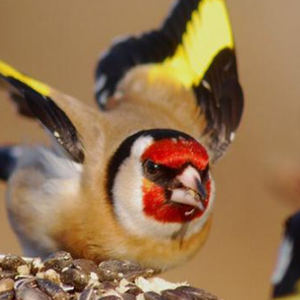 شاهد مدى الذكاء الذي أظهره طائر الحسون عند شربه للماء 