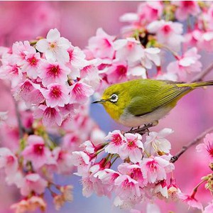 ازهار الكرز تنعش ربيع اليابان 