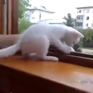 قطة تهرع لإنقاذ مالكها خوفاً عليه من السقوط!