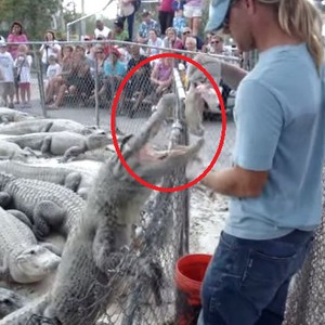 لا تأمن غدر التماسيح أبداً .. حتى لو أمضيت معهم عمراً كاملاً