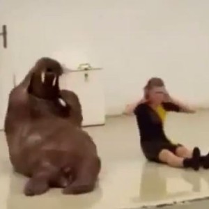 فيديو مضحك: حيوان "الفظ" يمارس رياضة تقوية عضلات البطن على طريقته الخاصة 