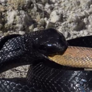 معركة شرسة بين نوعين مختلفين من الثعابين تنتهي بابتلاع أحدهما للآخر 