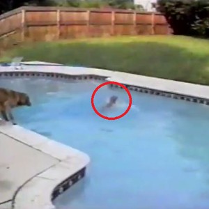كلب يُخاطر بحياته لإنقاذ جروه الذي يُصارع الغرق في بركة السباحة 