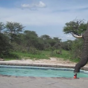 فيل عطِش يفاجئ مرتادي أحدى المسابح ليشرب الماء 