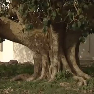 بالفيديو: شاهد أقدم شجرة مُعمرة على أراضي المملكة "فاق عمرها الـ 5 قرون" 