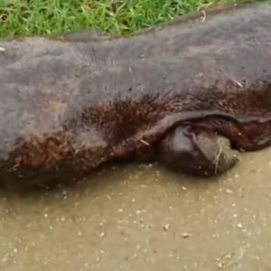 كائن غريب يخرج من النهر ويُثير الرعب في اليابان 