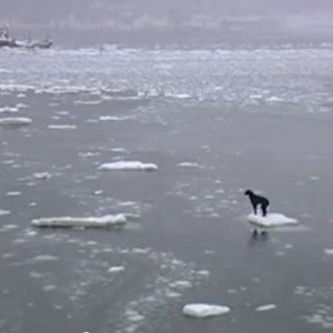 بالفيديو:  كلب عالق بالمياه المُتجمدة فكيف سيكون مصيره؟