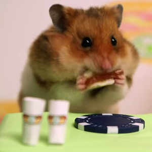 فأر "هامستر" يتفوق على شاب ياباني بسرعة الأكل