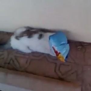 بالفيديو: مطاردة بين شاب سعودي وقطة علق رأسها كيس شيبس 