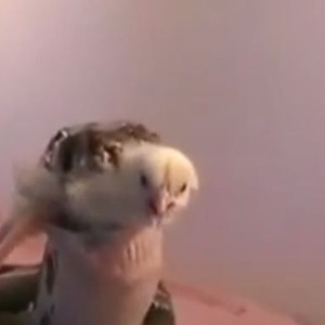 مشهد مُحزن: صوص يوجه نداء استغاثة من داخل جوف أفعى  