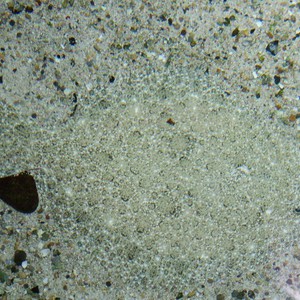 كائن بحري يملك قدرة غير معقولة على التخفي عن أعدائه