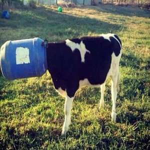 صور طريفة لحيوانات وضعت نفسها في مأزق 