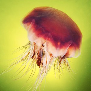 بالصور : شاهد كيف تبدو مظاهر الحياة في قعر المُحيطات