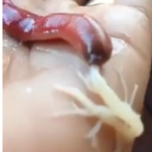 باحث يتفاجأ بدودة غريبة تُحاكي "الرجل العنكبوت" في أدغال تايلاند 