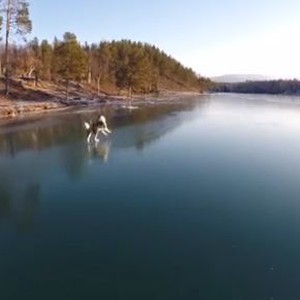 برودة الطقس تحول بحيرة إلى لوحٍ شفاف يبرز الحياة تحته  