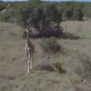 طائرة بدون طيار تحلق فوق أكبر محمية طبيعية في كينيا وتلتقط أجمل المشاهد 