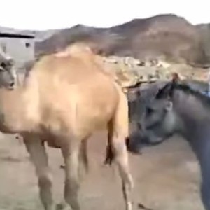 بالفيديو: لقاء الصداقة بين حصان وجمل جمعتهما الحظيرة وفرقهما الزمن 