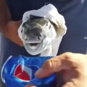 سمكة بأسنان خارقة تقطع علبة صفيح بعضة واحدة 