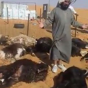 ردة فعل غير متوقعة من مواطن بعد نفوق 25 رأساً من الأغنام صعقاً..شاهد ماذا فعل 