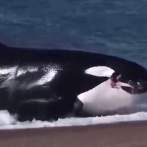 حوت عملاق يُخاطر بحياته لتناول "فقمة" على الشاطئ! 