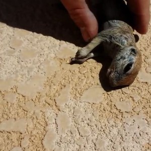 سباق مع الزمن لإنعاش قلب سنجاب عُثر عليه غارقا في بركة سباحة 