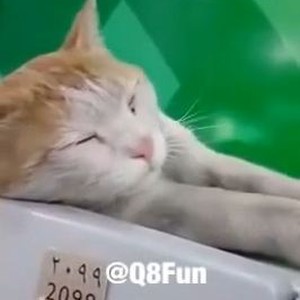 بالفيديو  حوار طريف بين سعودي وقطة نائمة على الصراف الآلي بعد وجبة عشاءٍ دسمة 