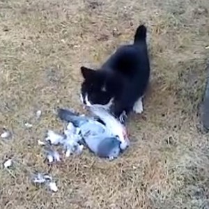 بالفيديو: طائر يقع فريسة لقطّة .. فاصطنع الموت حتى حانت اللحظة المُناسبة