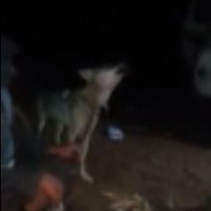 بالفيديو: الذئاب تنضم بسلام لمجموعة من السعوديين في رحلتهم البرية 