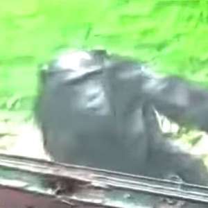 قرد يتوسل الزوار في حديقة الحيوان لفتح باب القفص