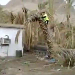 بالفيديو: سقوط مؤلم لرجل حاول كسر النخلة بطريقة غير مدروسة 