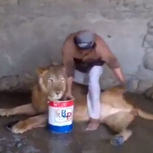 شاب يمني يُصارع أسداً وينتصر عليه بقوة شخصيته 