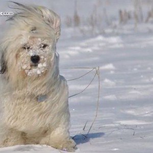 فيديو مميز لصور الحيوانات والطيور في فصل الشتاء