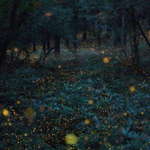 En images : Quand la lumière et l&#39;obscurité se rencontrent sur `Planet Japan`