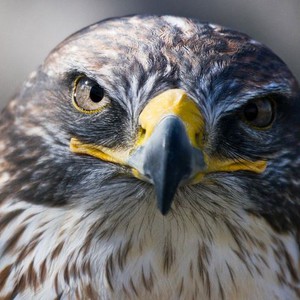 شاهد ماذا فعل الصقر بفريسته بعد أن انزعج من صوتها 