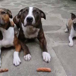 كلب جشع يسرق طعام أصدقائه بطريقة طريفة 