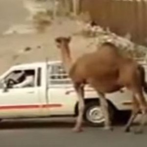 ناقة تحاول منع إتمام صفقة لبيع صغيرها في مشهد مؤثر 