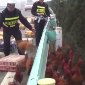 الشرطة الصينية تستنفر قواتها لمطاردة 3 آلاف دجاجة على الطريق السريع!