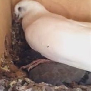 بالفيديو: سعودي يبكي بحرقة على طيور تركت لتموت عطشاً داخل القفص 