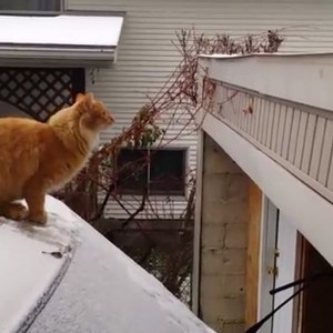 بالفيديو: قط يفشل بقفزة ويدخل باب الشهرة من أوسع أبوابه