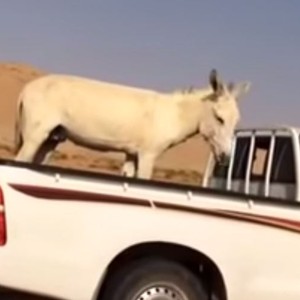 شاب سعودي مُتجرد من الإنسانية يتفنن بتعذيب حماره 