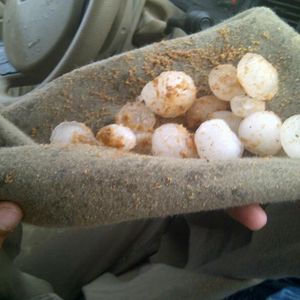 بالصور: برد بأحجام كبيرة يزين صحراء الجلف شمال حائل 