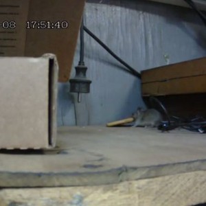 فيديو طريف لفأر يحاول سرقة قطعة بسكويت ولكنها ثقيلة جداً عليه 