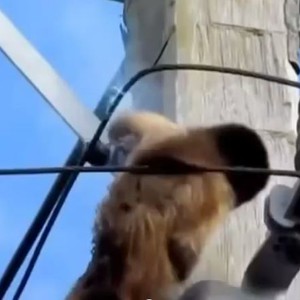 رجل ينقذ قردا صغيرا تعرض لصعقة كهربائية اسقطته ارضا 