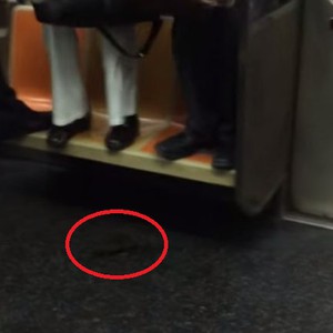 فأر يتلاعب بركاب إحدى قطارات مترو الأنفاق بنيويورك بموقف طريف 