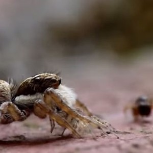 نهاية غير مُتوقعة لمعركة بين نملة وعنكبوت 