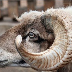 كبش غاضب "ينطح" طائرة دفاعاً عن أرضه 