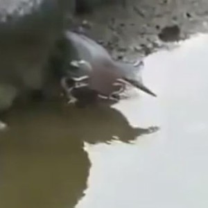 طائر شديد الذكاء يخدع سمكة بطريقة رهيبة لإصطيادها 